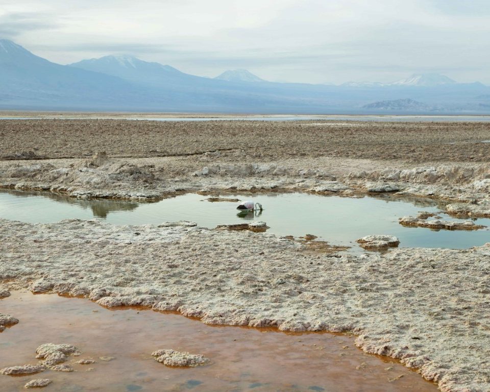 Universidad Católica del Norte desarrollará 5 potentes investigaciones sobre acuicultura, litio y los humedales del desierto de Atacama
