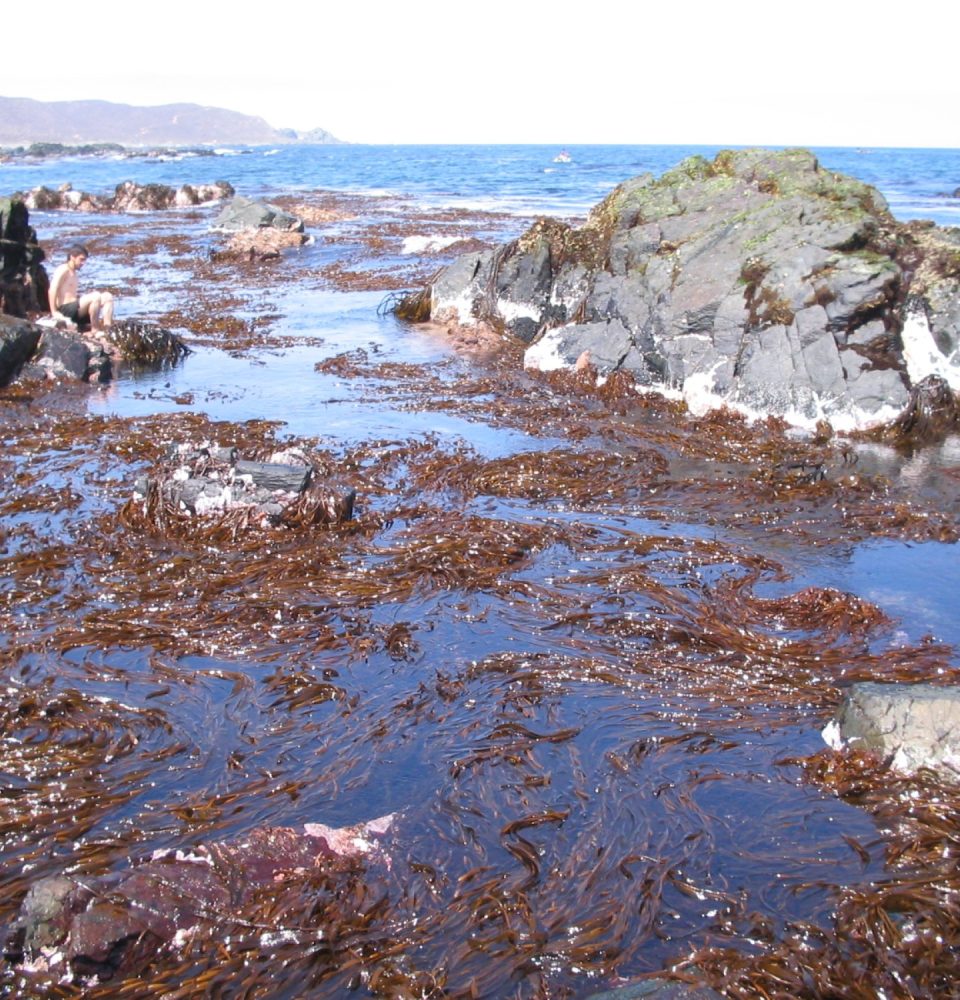 Investigadores de la UCN estudian especies de algas marinas, en busca de nuevos tratamientos para las enfermedades crónicas no transmisibles