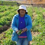 Consecuencias de heladas en Monte Patria sugiere nuevas herramientas de apoyo a la agricultura