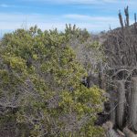 Habitantes de Yerbas Buenas impulsan acciones para conservar el Lucumillo