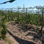Productor ovallino cambió su producción de uvas pisqueras a cerezas: Envíos ya llegaron a China