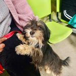 Mascotas de Salamanca reciben esterilización gratuita en operativo masivo