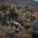 Día Mundial del Medio Ambiente Minera Los Pelambres protege 27.000 hectáreas de alto valor ecológico en la región de Coquimbo