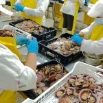 Pacific Seafood: La Excelencia del Ostión Chileno de Coquimbo a Europa