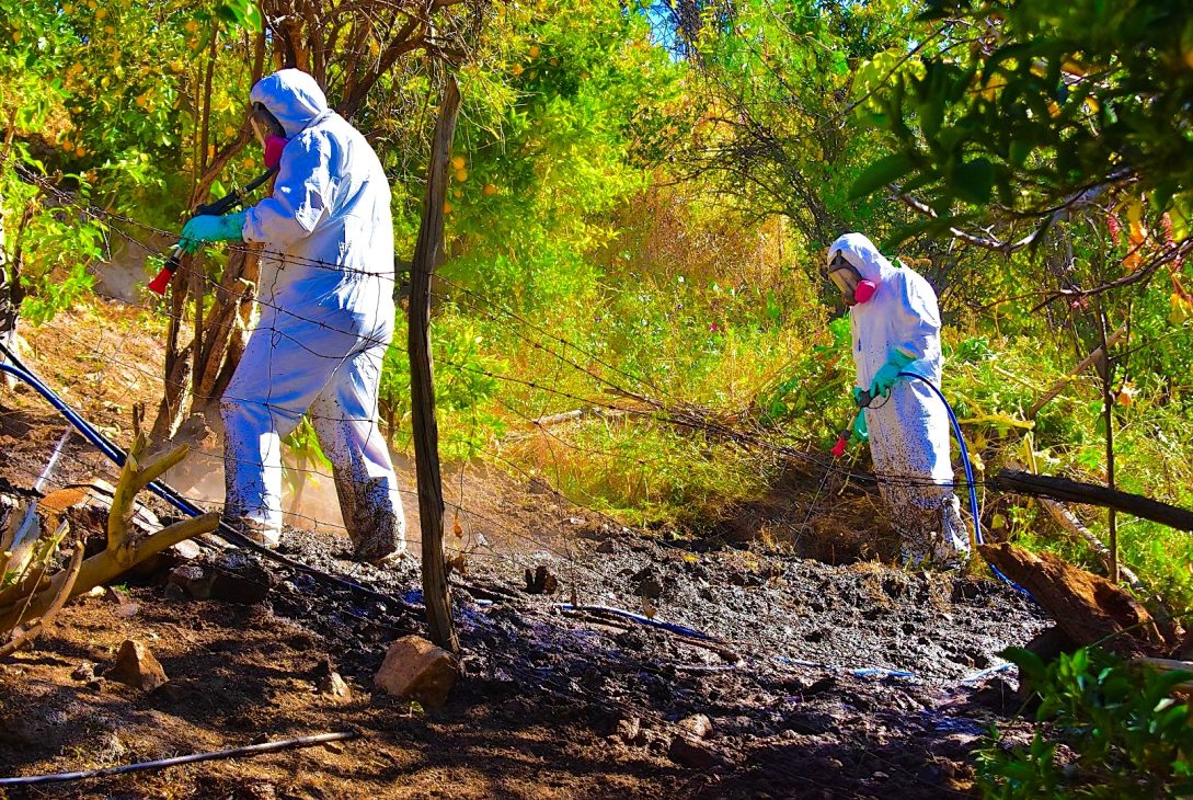 Alcaldesa de Río Hurtado oficia a autoridades a informar qué hortalizas sembrar dentro del contexto de mosca de la fruta