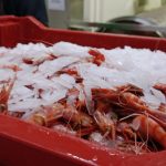 Industria Pesquera de Coquimbo Conquista Mercados Globales con Rigurosas Certificaciones de Calidad y Sostenibilidad