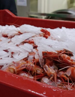 Industria Pesquera de Coquimbo Conquista Mercados Globales con Rigurosas Certificaciones de Calidad y Sostenibilidad