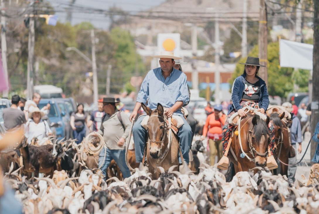 Illapel se llena de cultura y tradición con la XV versión del Día de la Trashumancia y el Criancero Caprino