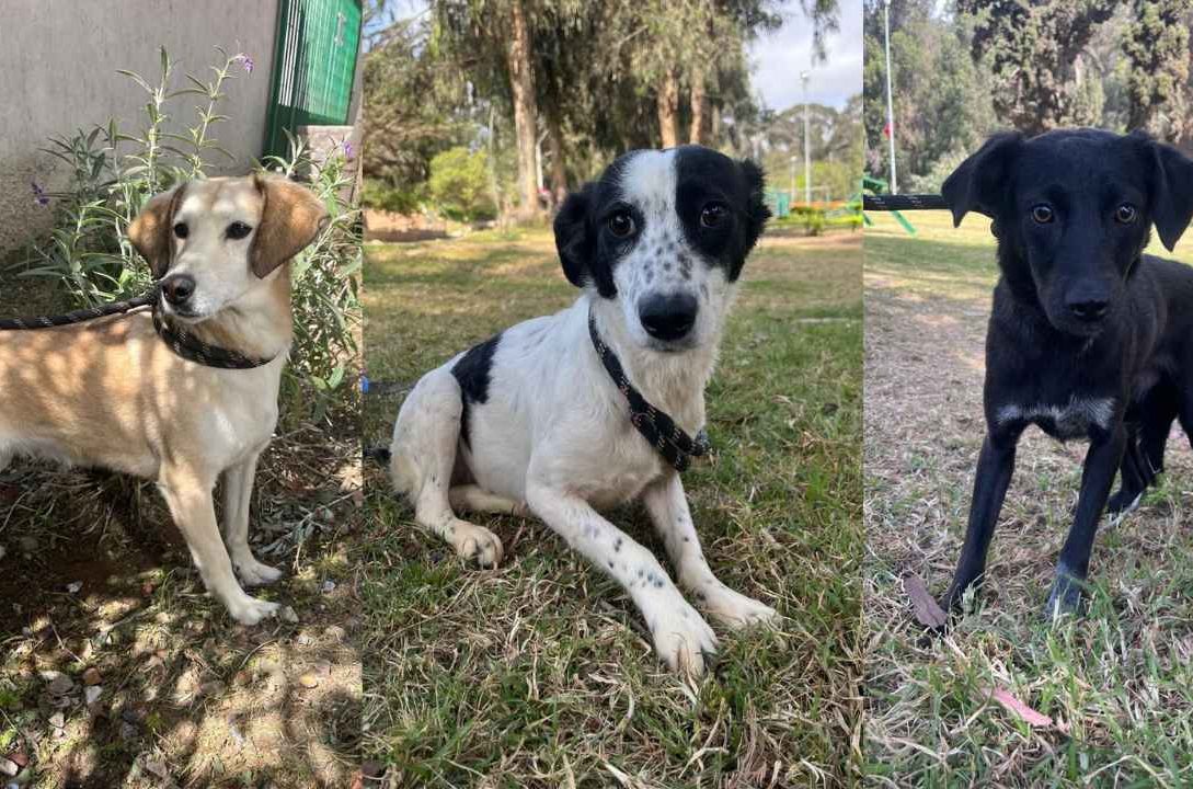 Municipalidad de La Serena dará en adopción a perros rescatados desde incendio