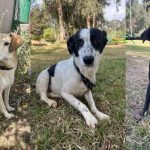 Municipalidad de La Serena dará en adopción a perros rescatados desde incendio