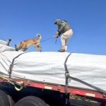 OS7 de Carabineros incauta más de 1.800 kilos de marihuana oculta bajo nitrato de sodio