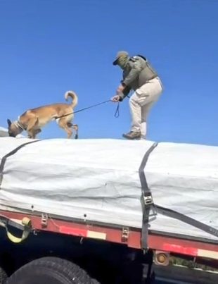 OS7 de Carabineros incauta más de 1.800 kilos de marihuana oculta bajo nitrato de sodio