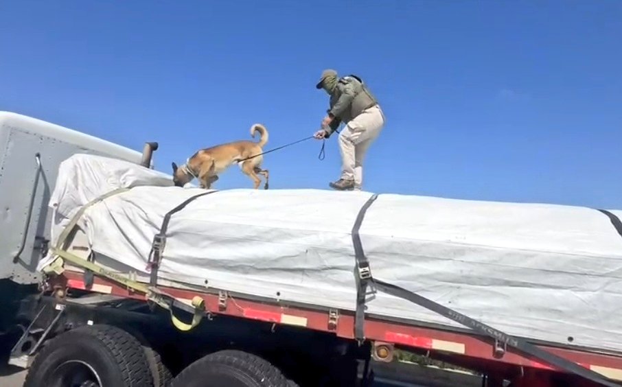 OS7 de Carabineros incauta más de 1.800 kilos de marihuana oculta bajo nitrato de sodio