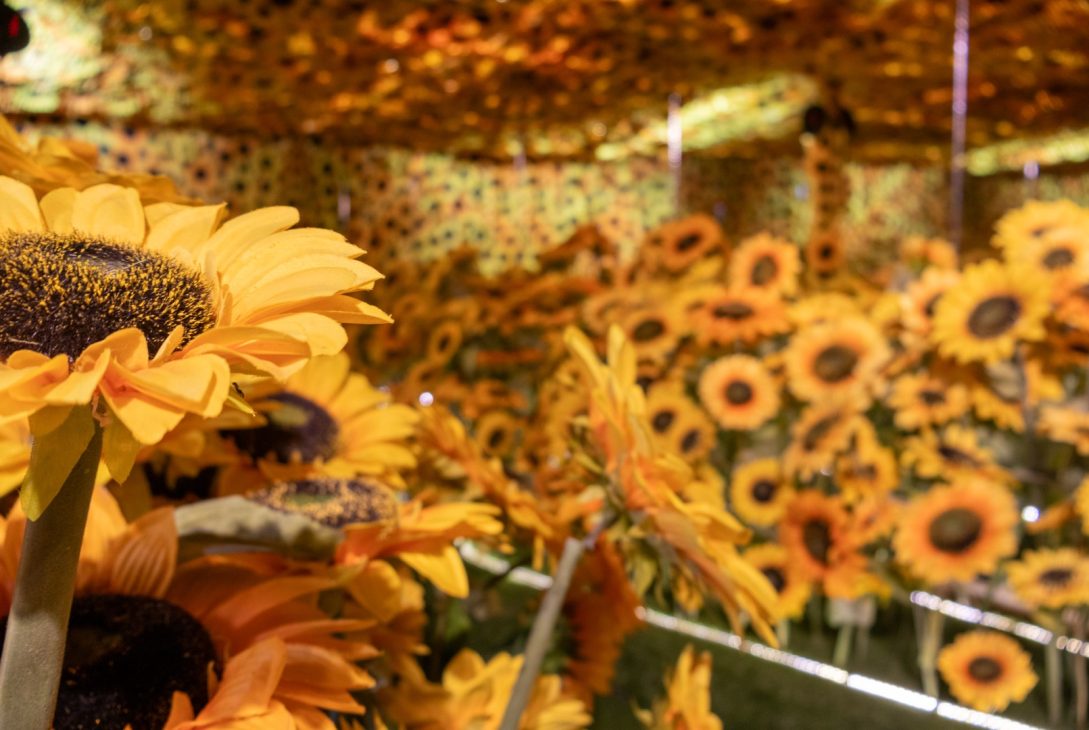 Van Gogh vivo abre sus puertas en La Serena Arte, tecnología y emoción ya se pueden vivir este verano 2026