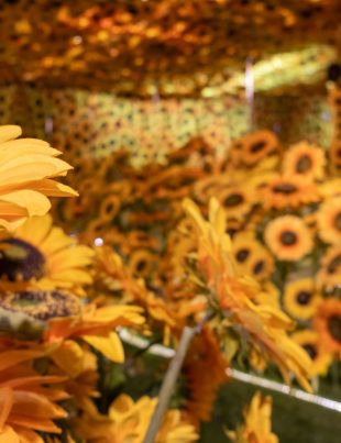 Van Gogh vivo abre sus puertas en La Serena Arte, tecnología y emoción ya se pueden vivir este verano 2026