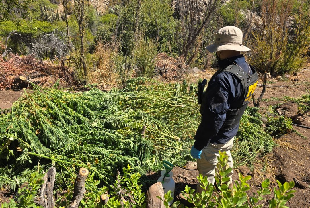 PDI incinera más de 2 millones de dosis de cannabis al incautar plantación en valle de Salamanca