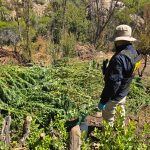 PDI incinera más de 2 millones de dosis de cannabis al incautar plantación en valle de Salamanca PDI incinera más de 2 millones de dosis de cannabis al incautar plantación en valle de Salamanca