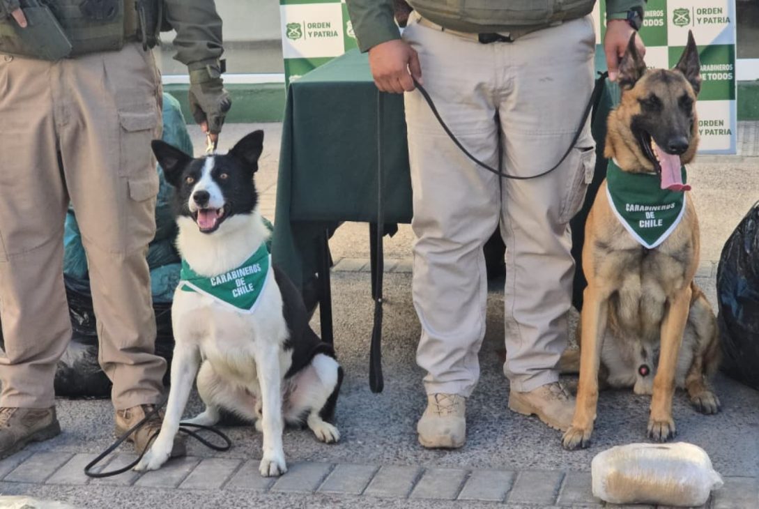 Despliegue carretero en Choapa OS7 incauta más de 200 kilos de droga y logra seis detenidos