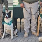 Despliegue carretero en Choapa OS7 incauta más de 200 kilos de droga y logra seis detenidos