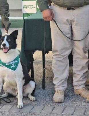 Despliegue carretero en Choapa OS7 incauta más de 200 kilos de droga y logra seis detenidos