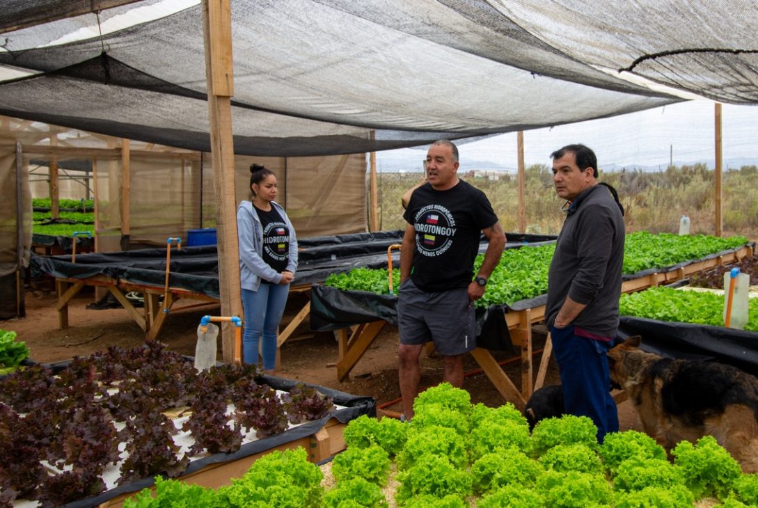 Región de Coquimbo consolida un modelo agrícola resiliente la hidroponía como respuesta a la escasez hídrica