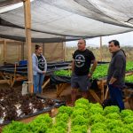 Región de Coquimbo consolida un modelo agrícola resiliente la hidroponía como respuesta a la escasez hídrica