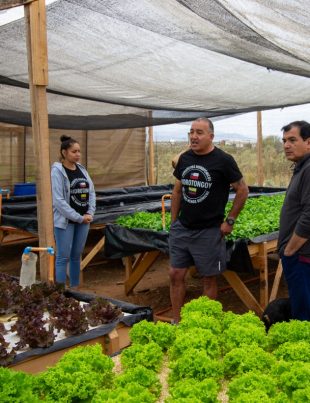 Región de Coquimbo consolida un modelo agrícola resiliente la hidroponía como respuesta a la escasez hídrica