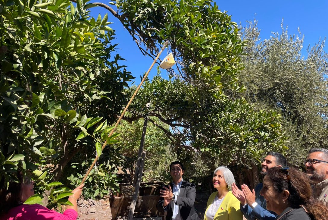 Ovalle recupera su estatus sanitario Comuna es declarada libre de Mosca de la Fruta