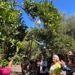 Ovalle recupera su estatus sanitario Comuna es declarada libre de Mosca de la Fruta