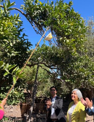 Ovalle recupera su estatus sanitario Comuna es declarada libre de Mosca de la Fruta