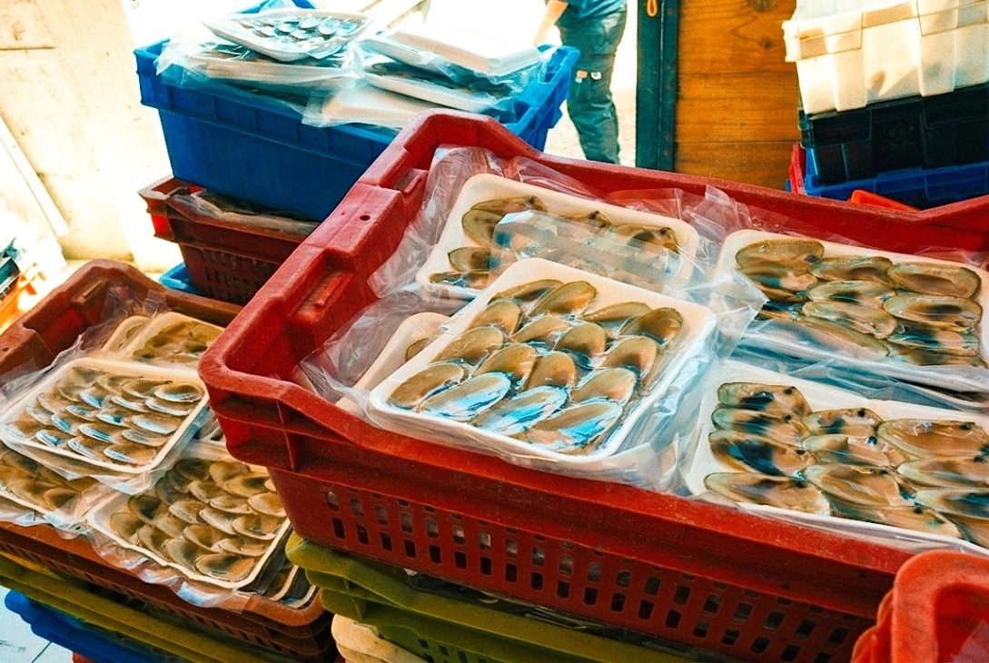 Operativo conjunto permitió descubrir planta clandestina de recursos pesqueros en Tongoy