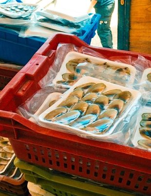 Operativo conjunto permitió descubrir planta clandestina de recursos pesqueros en Tongoy
